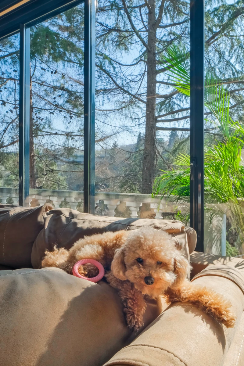 A dog resting in the sunlight on a sofa beside residential glass doors.
